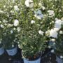 Rose of Sharon – White Chiffon – #3 Container